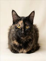 Shelter Stray Female Cat last seen , 1850 W 60th St, Los Angeles, CA 90047, USA