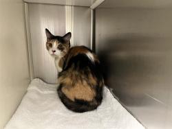 Shelter Stray Female Cat last seen Near BLOCK VERDE DR, COLORADO SPRINGS CO 80910, 610 Abbot Ln, Colorado Springs, CO 80905, USA