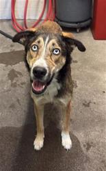 Shelter Stray Male Dog last seen GLORIA DR & 35TH AVE, 2127 Front St, Sacramento, CA 95818, USA