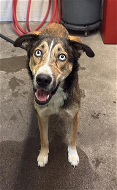 Shelter Stray Male Dog last seen GLORIA DR & 35TH AVE, 2127 Front St, Sacramento, CA 95818, USA