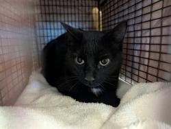 Shelter Stray Female Cat last seen Near BLOCK RENNEBERGER RD, PEYTON CO 80831, 610 Abbot Ln, Colorado Springs, CO 80905, USA