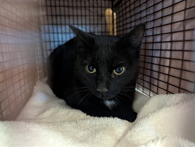 Shelter Stray Female Cat last seen Near BLOCK RENNEBERGER RD, PEYTON CO 80831, 610 Abbot Ln, Colorado Springs, CO 80905, USA