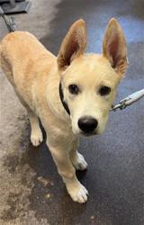 Shelter Stray Male Dog last seen FLORIN RD & FRANKLIN BLVD, 2127 Front St, Sacramento, CA 95818, USA