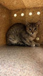 Shelter Stray Female Cat last seen ELDER CREEK RD & FLORIN PERKINS RD, 2127 Front St, Sacramento, CA 95818, USA