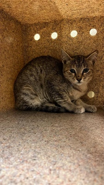 Shelter Stray Female Cat last seen ELDER CREEK RD & FLORIN PERKINS RD, 2127 Front St, Sacramento, CA 95818, USA