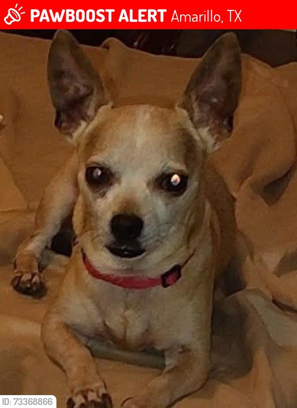 Lost Male Dog last seen San Jacinto Park, Amarillo, TX 79106