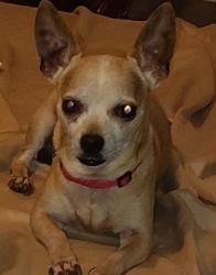 Lost Male Dog last seen San Jacinto Park, Amarillo, TX 79106