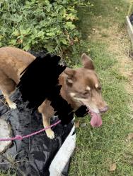 Found/Stray Female Dog last seen Near Bell Ave, St. Louis, MO 63108
