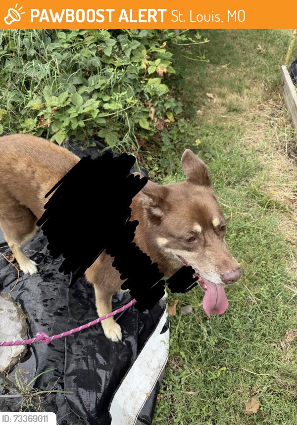 Found/Stray Female Dog last seen Near Bell Ave, St. Louis, MO 63108