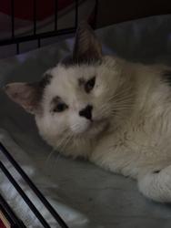 Reunited Male Cat last seen Elizabeth Ave, Avalon, PA 15202