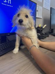 Shelter Stray Male Dog last seen Near BLOCK S SHAFTER AVE, SHAFTER CA 93263, 3951 Fruitvale Ave, Bakersfield, CA 93308, USA