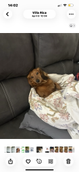 Lost Male Dog last seen S Van wert, Villa Rica, GA 30180