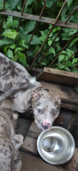 Lost Female Dog last seen Knox St., Philadelphia, PA 19144