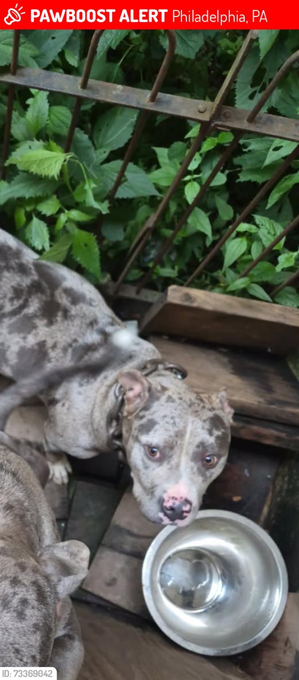 Lost Female Dog last seen Knox St., Philadelphia, PA 19144