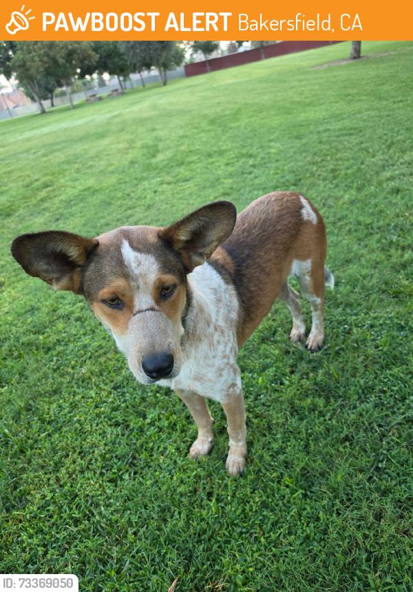 Found/Stray Male Dog last seen Wilderness Park, Bakersfield, CA 93313