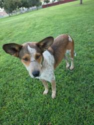Found/Stray Male Dog last seen Wilderness Park, Bakersfield, CA 93313