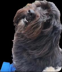 Lost Male Dog last seen Hudson and maryland, Buffalo, NY 14201