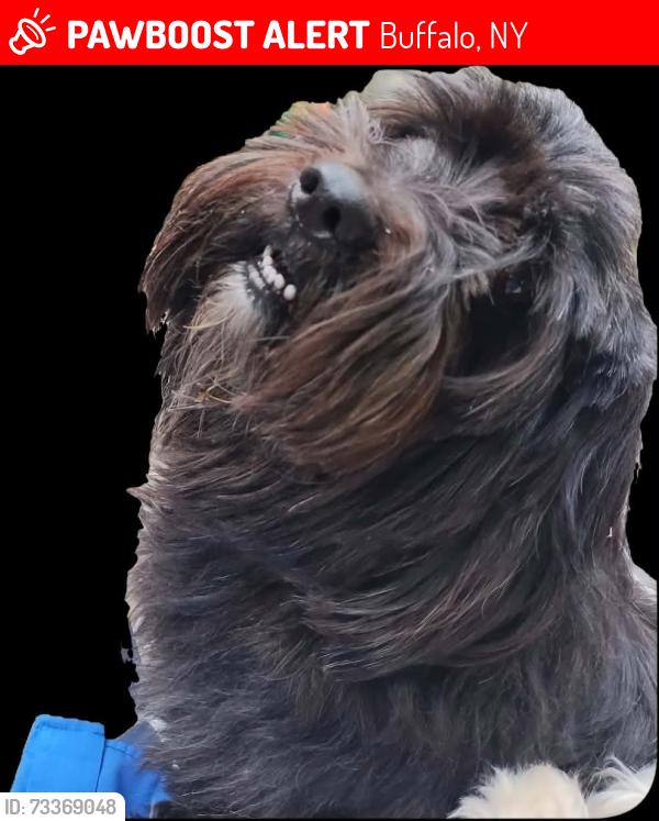 Lost Male Dog last seen Hudson and maryland, Buffalo, NY 14201