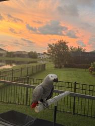Lost Male Bird last seen Inside Loop / Fern Rock Rd, Orlando, FL 32825