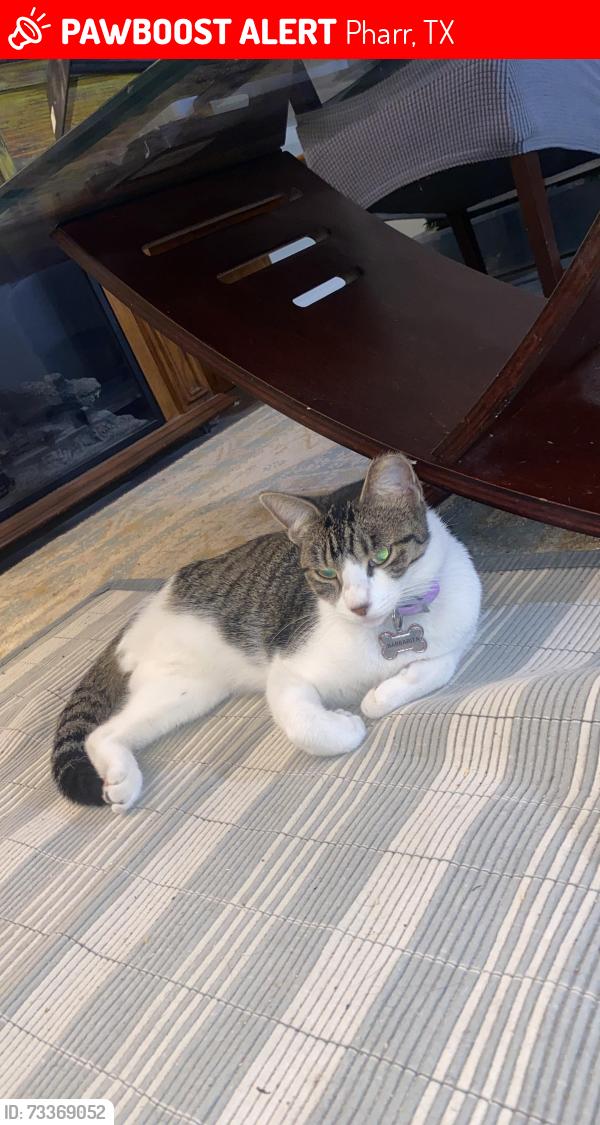 Lost Female Cat last seen S jackson rd with hall acres, Pharr, TX 78577