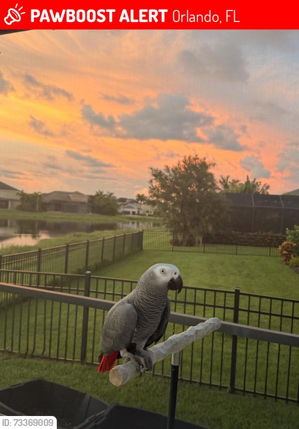 Lost Male Bird last seen Inside Loop / Fern Rock Rd, Orlando, FL 32825