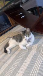 Lost Female Cat last seen S jackson rd with hall acres, Pharr, TX 78577
