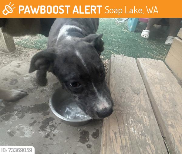 Found/Stray Male Dog last seen Soap lake park, Soap Lake, WA 98851