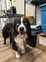 Found/Stray Male Dog last seen Rosenthal, Lorena, TX 76655