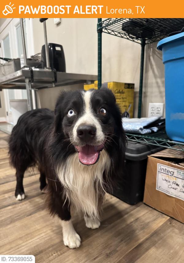 Found/Stray Male Dog last seen Rosenthal, Lorena, TX 76655