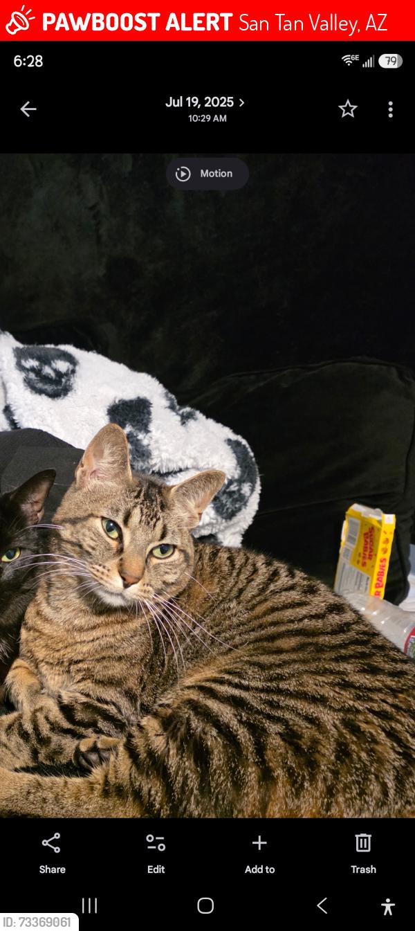 Lost Male Cat last seen N village, San Tan Valley, AZ 85143
