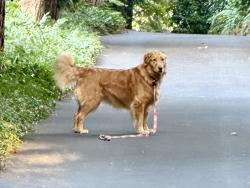 Found/Stray Unknown Dog last seen 185th Ave NE and NE 170th, Woodinville, Cottage Lake, WA 98077