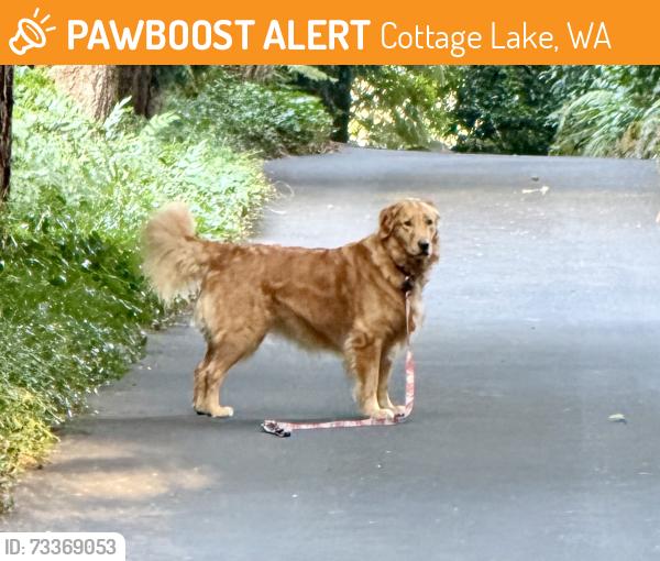 Found/Stray Unknown Dog last seen 185th Ave NE and NE 170th, Woodinville, Cottage Lake, WA 98077