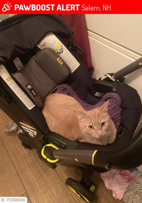 Lost Female Cat last seen Near Mary Ann ave Salem nh 03079, Salem, NH 03079