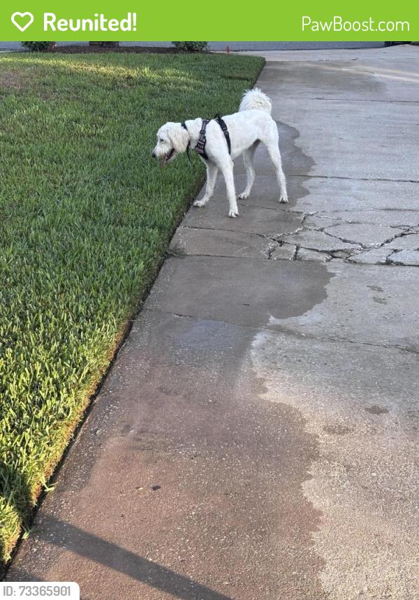Reunited Female Dog last seen Holden, Edgewood, FL 32839