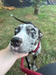 Shelter Stray Female Dog last seen Near Raymonn Ave, 21213, MD, 2490 Giles Rd, Baltimore, MD 21225, USA