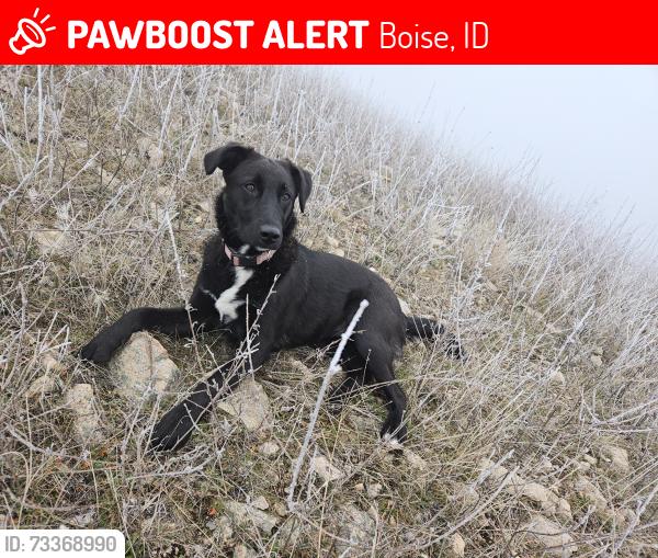 Lost Female Dog last seen Fairview and Milwaukee, Boise, ID 83704