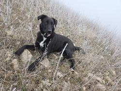 Lost Female Dog last seen Fairview and Milwaukee, Boise, ID 83704