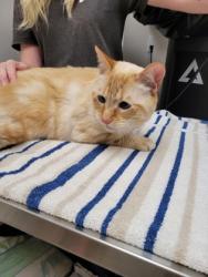 Shelter Stray Male Cat last seen Near Florin Perkins Rd, City of Sacramento, CA, 6201 Florin Perkins Rd, Sacramento, CA 95828, USA