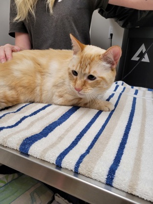 Shelter Stray Male Cat last seen Near Florin Perkins Rd, City of Sacramento, CA, 6201 Florin Perkins Rd, Sacramento, CA 95828, USA