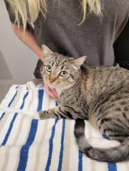 Shelter Stray Female Cat last seen Near Florin Perkins Rd, City of Sacramento, CA, 6201 Florin Perkins Rd, Sacramento, CA 95828, USA