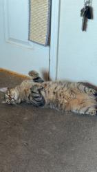 Reunited Male Cat last seen Marianopolis Way, backyards, San Diego, CA 92129