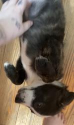 Lost Male Dog last seen Near southern magnolia lane, Candler, NC 28715