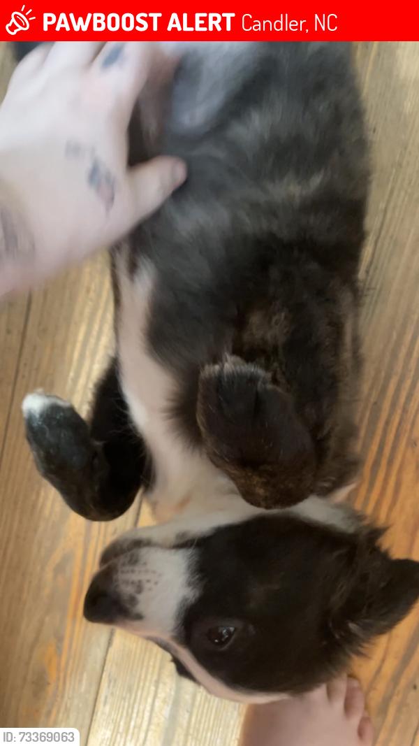 Lost Male Dog last seen Near southern magnolia lane, Candler, NC 28715