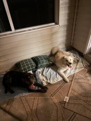 Reunited Female Dog last seen Stambaugh Ct., Jacksonville, NC 28543