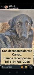 Lost Male Dog last seen Av conselheiro carrao vila carrao, Vila Carrão, SP 