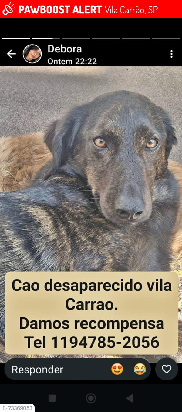 Lost Male Dog last seen Av conselheiro carrao vila carrao, Vila Carrão, SP 