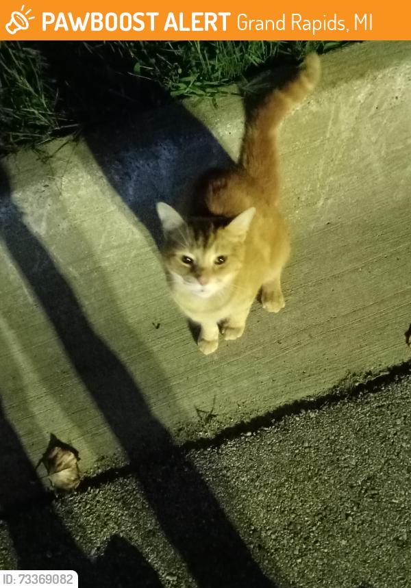 Found/Stray Unknown Cat last seen Found at southwest middle high school, Grand Rapids, MI 49503