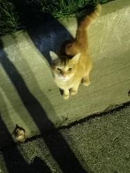 Found/Stray Unknown Cat last seen Found at southwest middle high school, Grand Rapids, MI 49503