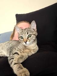 Lost Unknown Cat last seen Unknown, Gaston County, NC 28034