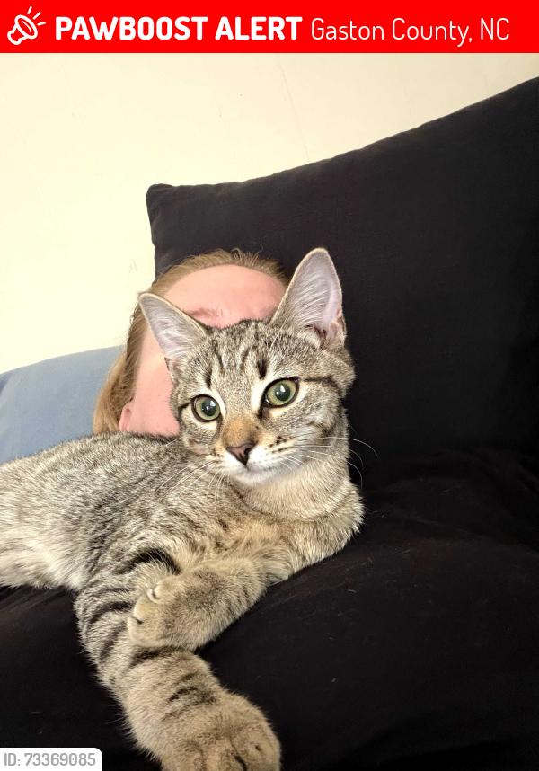 Lost Unknown Cat last seen Unknown, Gaston County, NC 28034